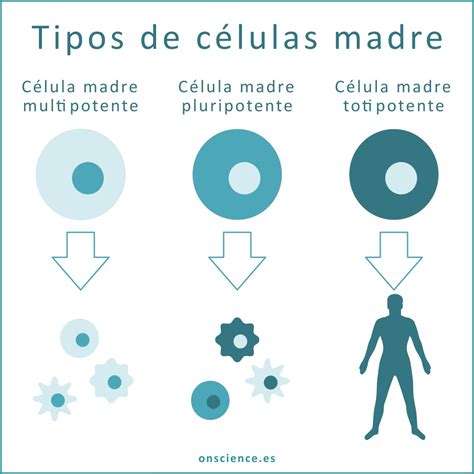 Infografía que compara los diferentes tipos de células madre y sus aplicaciones.