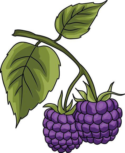 Ilustración de una mora (fruto) como referencia al origen etimológico