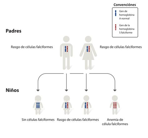 Diagrama de herencia del rasgo falciforme de los padres a los hijos