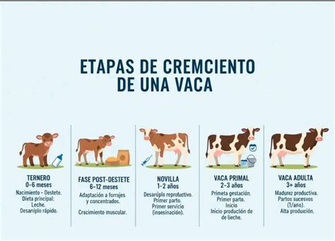 Esquema de las etapas de desarrollo del ternero y edad óptima de destete
