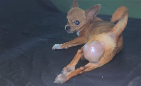 Fotografía de un veterinario asistiendo un parto distócico en una perra