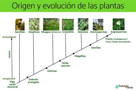 Esquema de la evolución de las plantas con flor, mostrando su aparición en el Cretácico