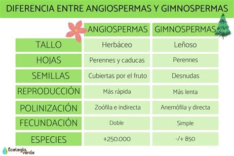 Tabla comparativa de características entre gimnospermas y angiospermas