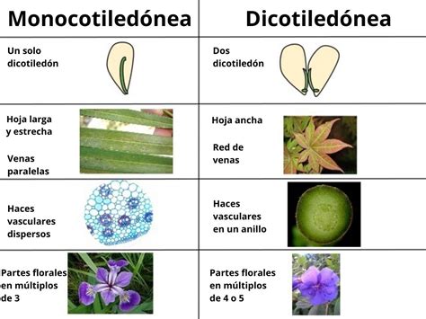 Infografía mostrando la diferencia entre semillas dicotiledóneas y monocotiledóneas