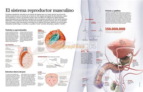 Diagrama general del sistema reproductor masculino