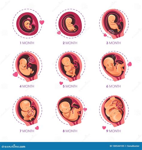 Ilustración de una muñeca evolutiva mostrando las etapas del embarazo y parto.