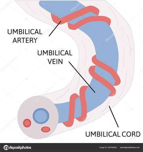 Diagrama del cordón umbilical mostrando arterias y vena.