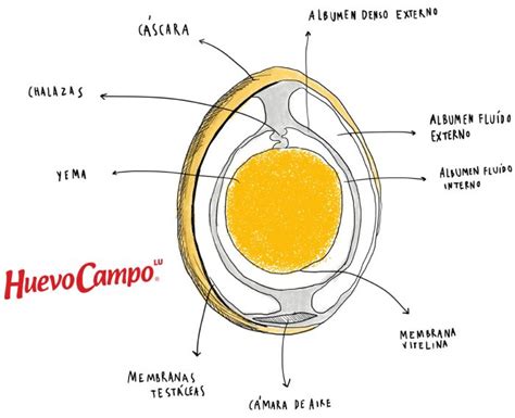 Corte transversal de un huevo de ave, ilustrando la yema, la albúmina, las chalazas y las membranas de la cáscara.