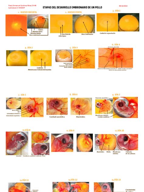 Ilustración esquemática del embrión de pollo a las 72 horas, destacando el intestino anterior en desarrollo donde se originará el páncreas.