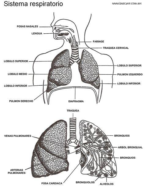 Esquema del sistema respiratorio humano con énfasis en la producción de flema