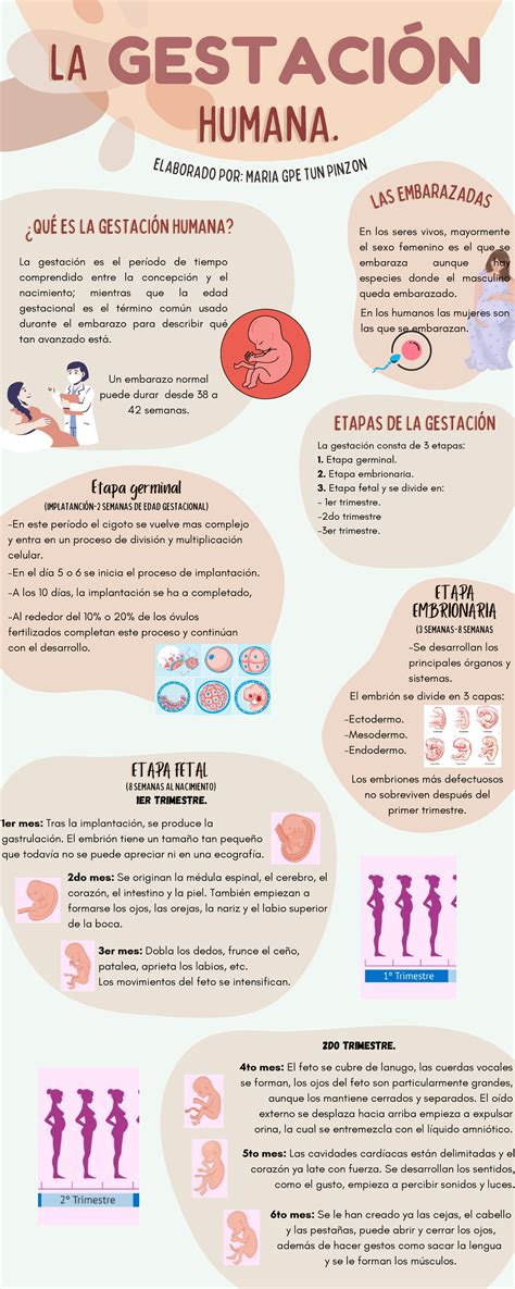 Esquema o infografía sobre el circuito global de la gestación subrogada y los países implicados