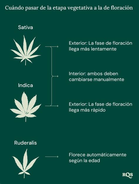 Comparativa de necesidades nutricionales de la planta de marihuana en fase vegetativa y de floración
