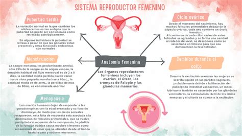 Esquema detallado del aparato reproductor femenino con las patologías más comunes