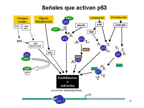 Esquema de la proteína PTEN y sus funciones en la supresión tumoral