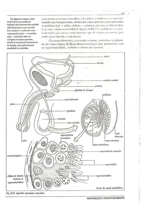 Esquema detallado del aparato reproductor masculino