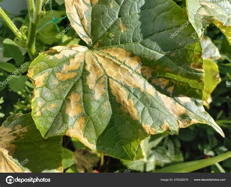 Foto de plantas con signos de sobrefertilización (quemaduras en hojas)
