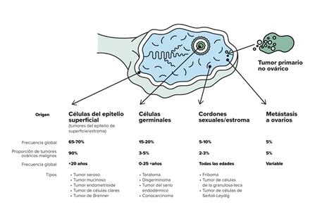 Diagrama esquemático de la histología de un tumor ovárico borderline, mostrando proliferación epitelial y ausencia de invasión estromal.