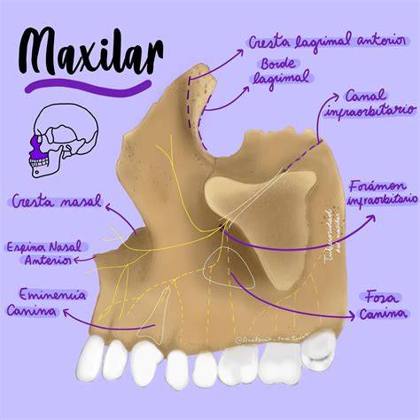 Esquema de las estructuras óseas del maxilar y la mandíbula