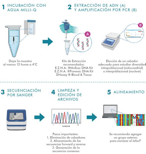 Infografía: Proceso de extracción y análisis de la muestra para el TPNI