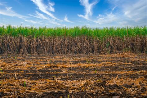 Campo de caña de azúcar bajo el sol con montañas al fondo