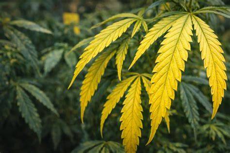 Esquema de las causas de hojas amarillas en plantas de cannabis