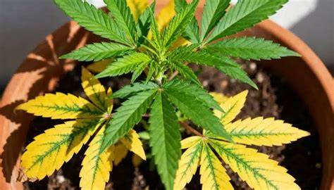 Ilustración de una planta de cannabis en fase vegetativa con hojas amarillas por deficiencia de nitrógeno