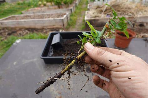 Fotografía de esquejes de cannabis con hojas amarillas y un sistema de propagación