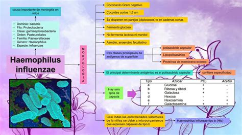 diagrama comparativo de las especies de Haemophilus spp. y sus roles en diferentes tipos de infecciones genitales