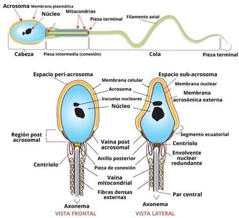 Esquema detallado de la estructura del espermatozoide