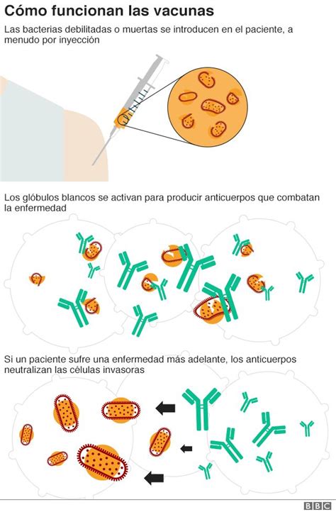 Esquema visual sobre el funcionamiento y los beneficios de las vacunas infantiles