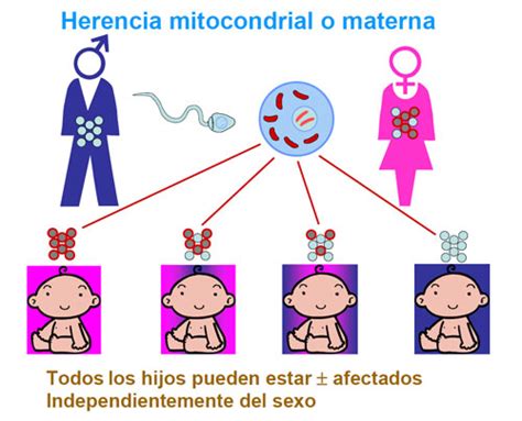 Infografía: Patrones de herencia del ADN mitocondrial en mamíferos