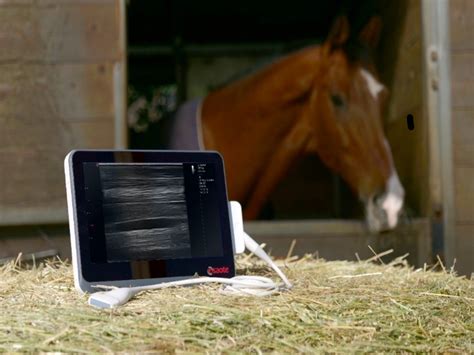 Equipo de ecografía veterinaria equina en uso