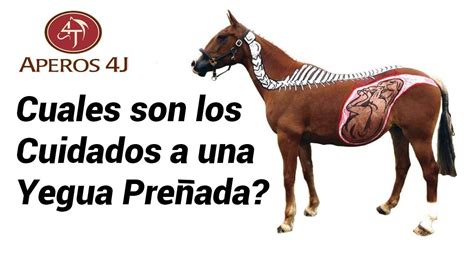 Imagen de ecografía de yegua preñada de 45 días