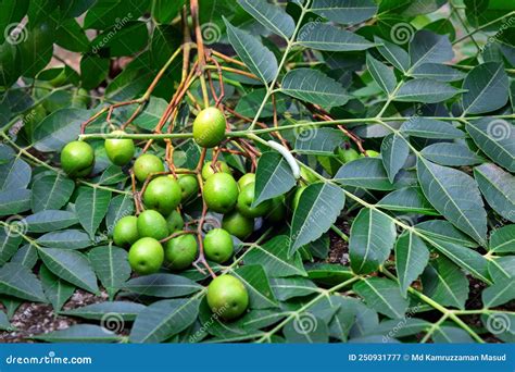árbol de Neem con hojas y frutos