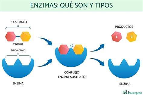 Esquema molecular del zinc y su interacción con enzimas