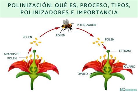 Infografía sobre la polinización de plantas dioicas de kiwi: importancia del pie macho y hembra