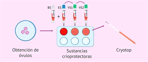 Esquema de las fases de la vitrificación y desvitrificación de ovocitos, mostrando la protección contra la formación de cristales.