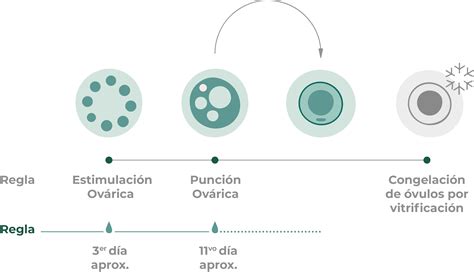 Gráfico comparativo de las tasas de supervivencia de óvulos con vitrificación y congelación lenta.