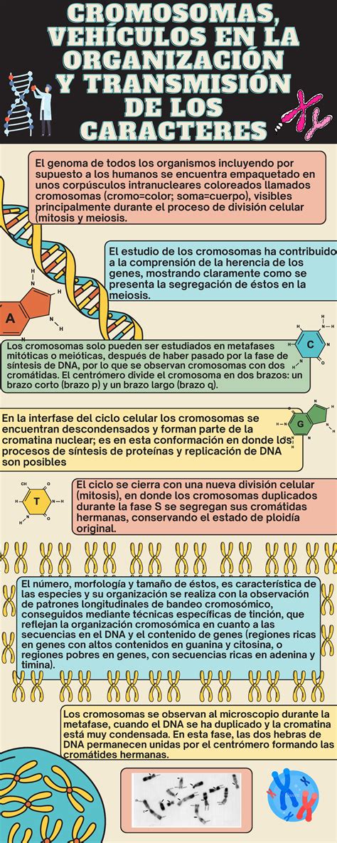 Infografía: Cromosomas en la concepción