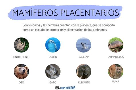 Infografía: Tipos de biomarcadores placentarios y sus usos
