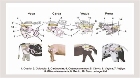 Esquema de la anatomía reproductiva de una oveja con un punto de inserción para inseminación artificial
