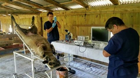 Diagrama de procedimiento de inseminación artificial laparoscópica en ovejas