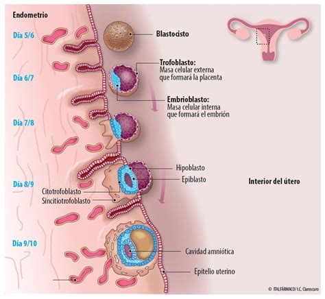 Esquema de la interacción entre el embrión y el endometrio