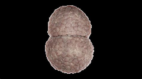Microscopia de un embrión implantándose en el modelo de endometrio 3D