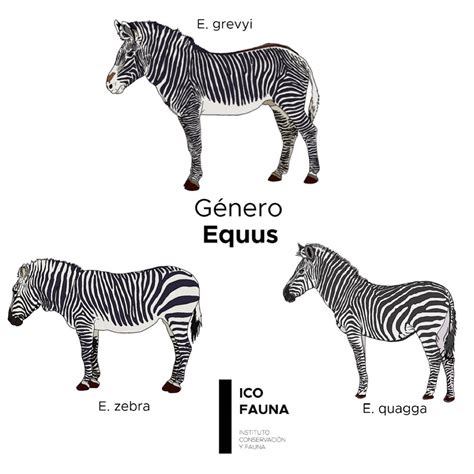 Infografía comparativa de las tres especies principales de cebra