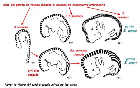 Esquema o diagrama de la formación de las rayas en el embrión de cebra