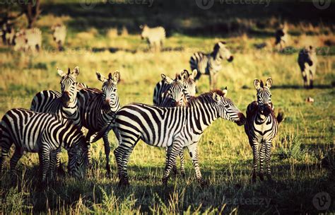 Foto de una manada de cebras en la sabana africana