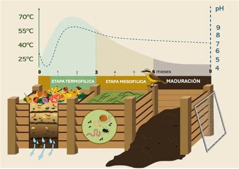 Diagrama de las fases del proceso de compostaje, mostrando el aumento y posterior descenso de la temperatura.
