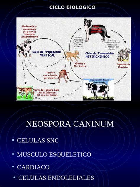 Esquema del ciclo biológico de Neospora caninum mostrando la interacción entre el huésped definitivo (cánidos) y el huésped intermedio (bovinos).