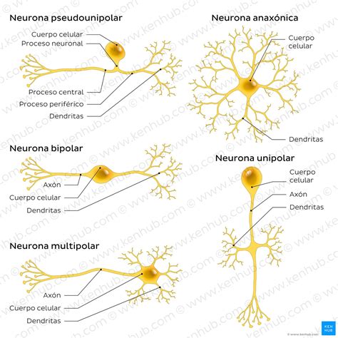 Diagrama de una neurona y su conexión con otras neuronas.